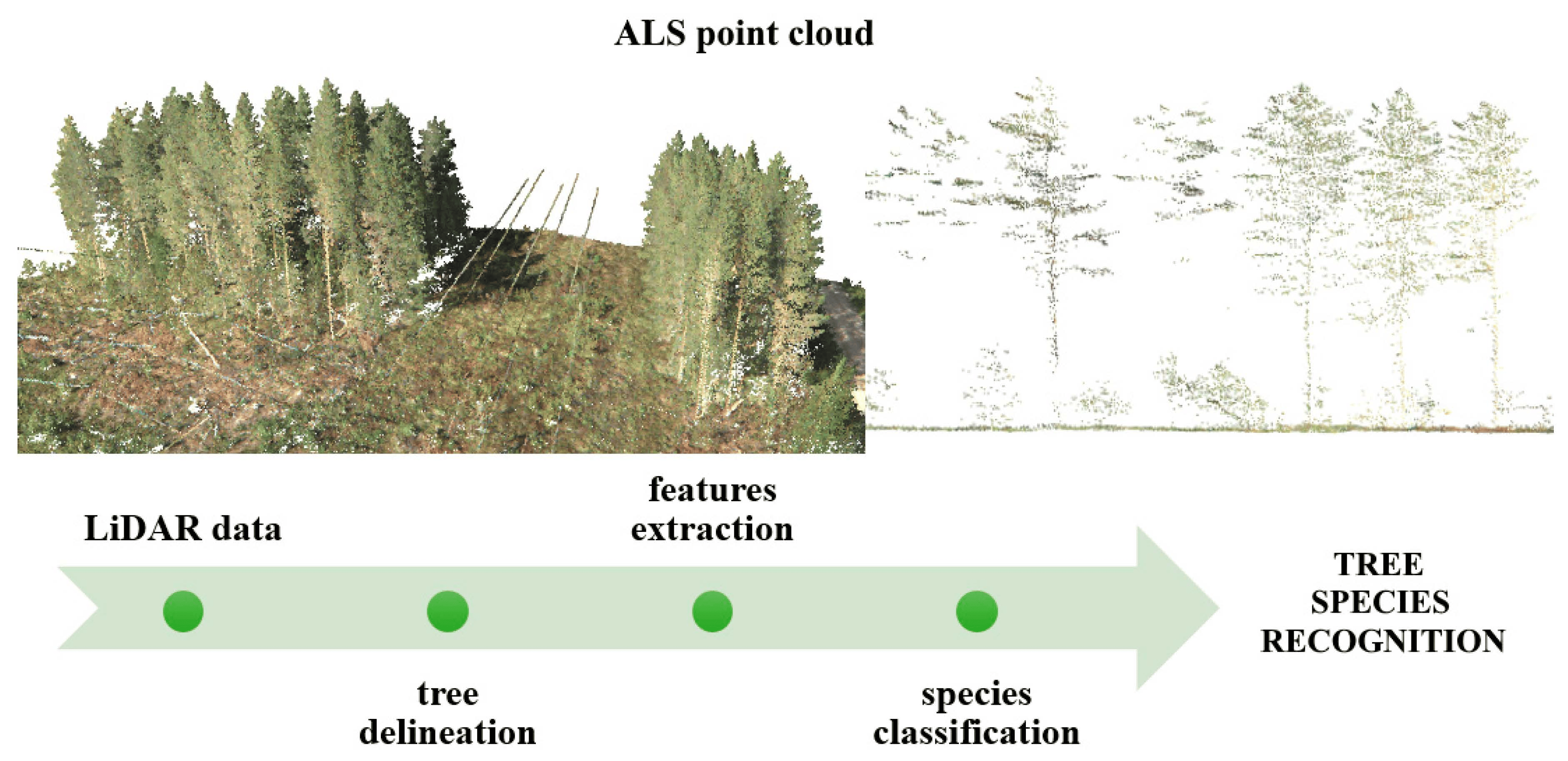 LiDAR vegetation classification